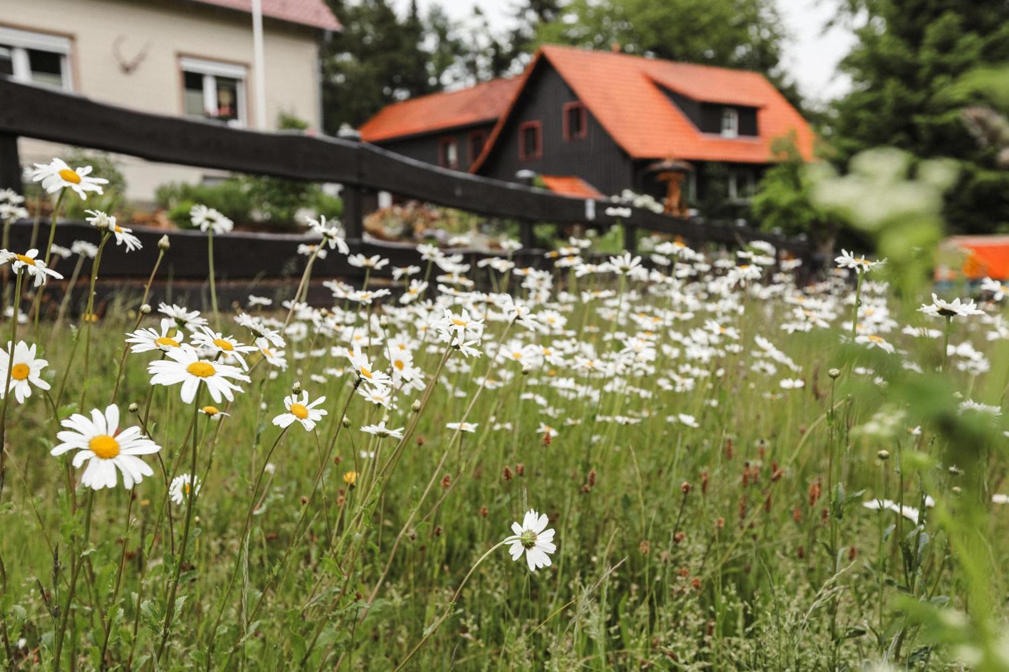 Terrassenhaus Im Harz, Pool, Sauna, Wlan Braunlage Dış mekan fotoğraf