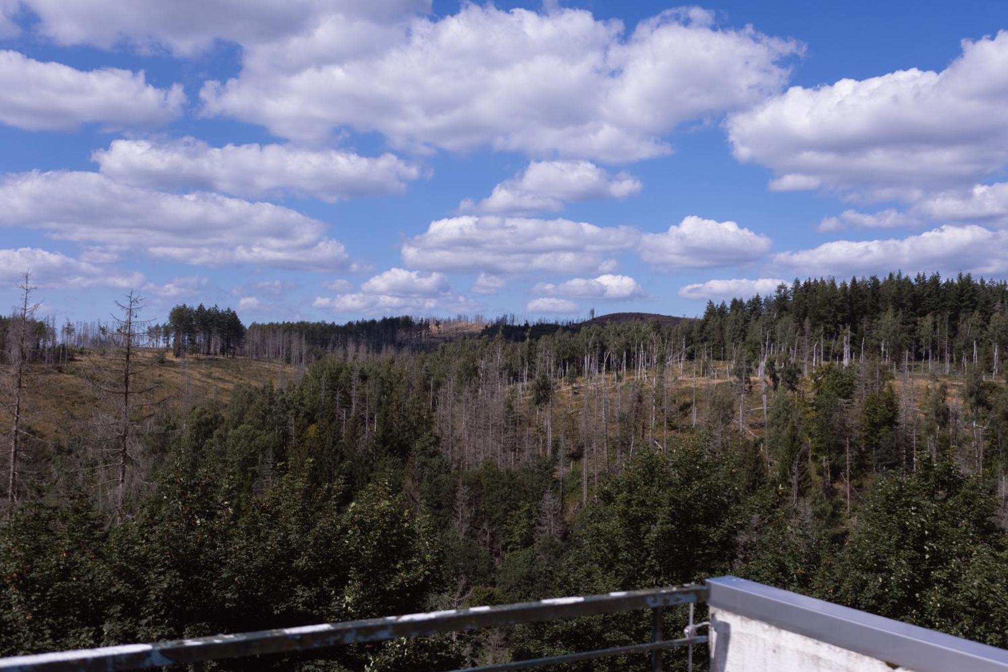 Terrassenhaus Im Harz, Pool, Sauna, Wlan Braunlage Dış mekan fotoğraf